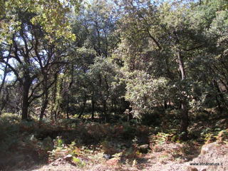 Torrente Caliero